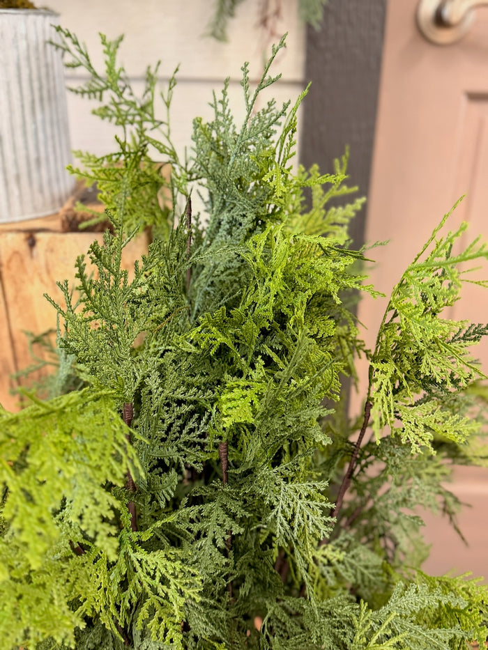 36" Churchill Cypress Tree