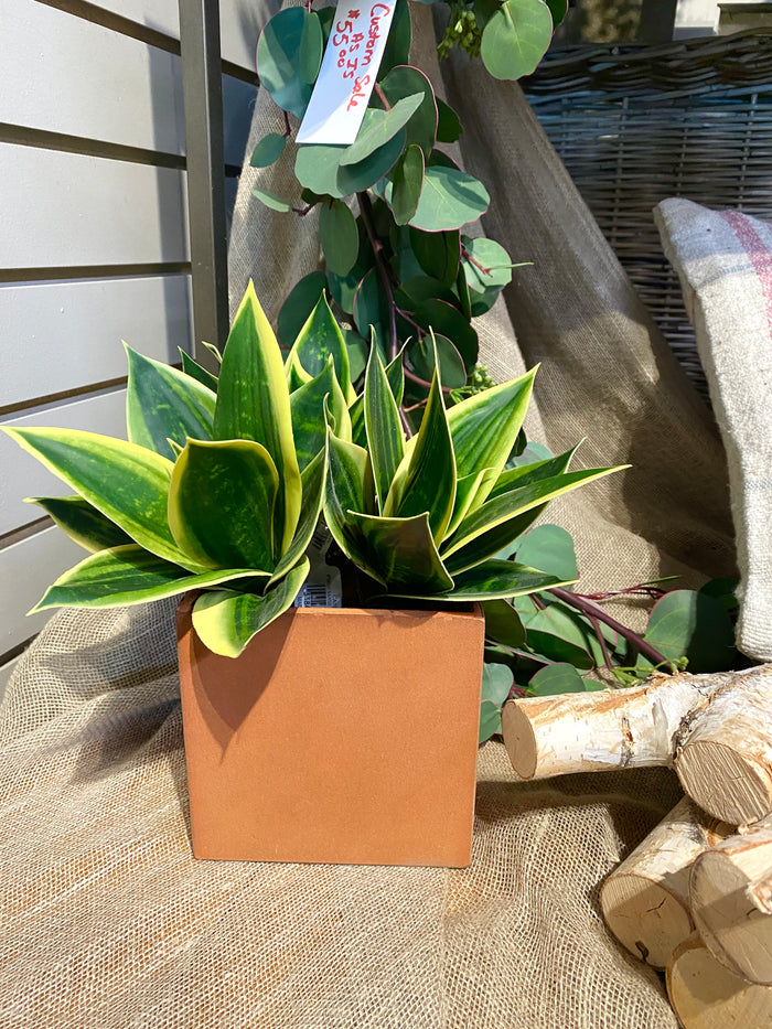 5" Metal Rust Planter