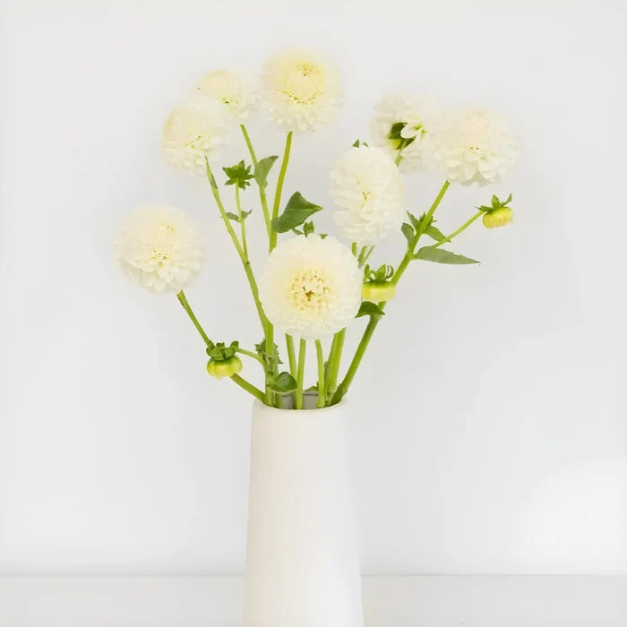 Ball White Dahlia Flower