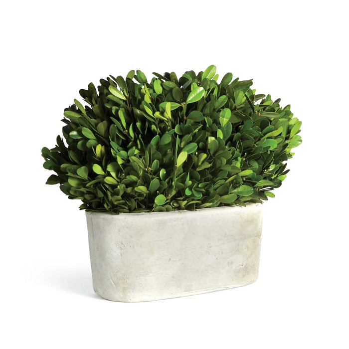 Preserved Boxwood in Oval Pot .  Home accessories, artificial greenery, home decor.