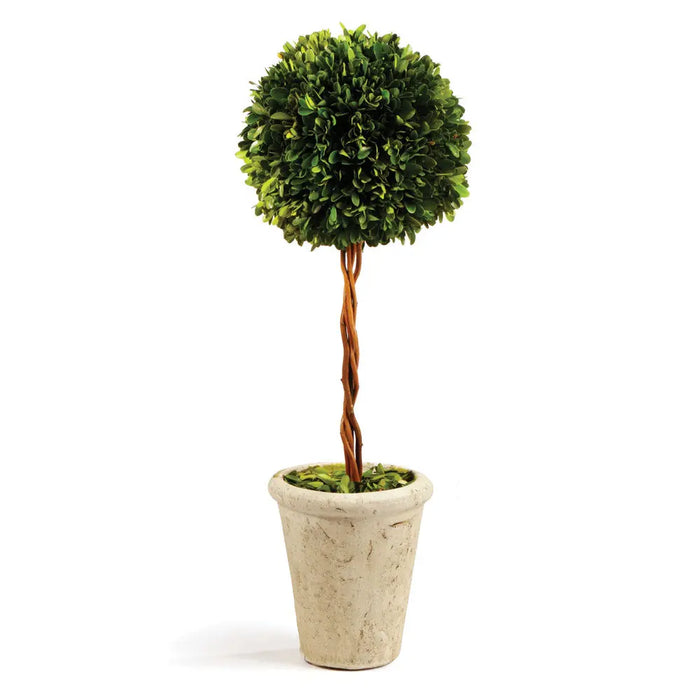 18.5-inch preserved boxwood topiary in terracotta pot