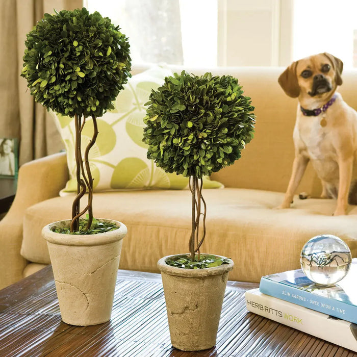 18.5-inch preserved boxwood topiary in terracotta pot