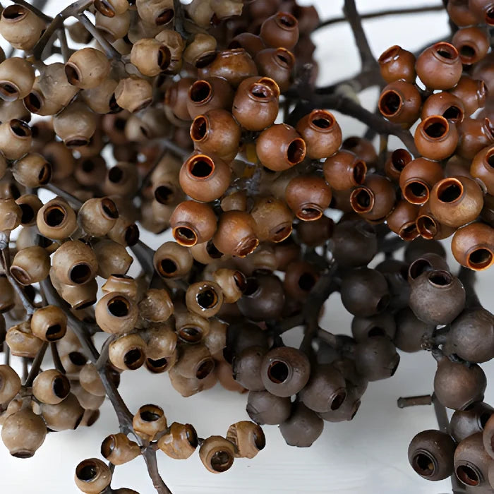 Brown Dried Eucalyptus Pods