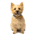 Candy Corn Attachable Bow Tie