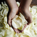 Cream Rose Petals Wholesale