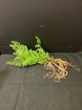 Creative Co-Op Plant
