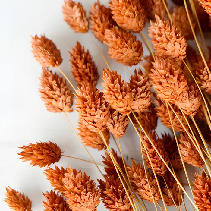 Dark Amber Dried Canary Grass