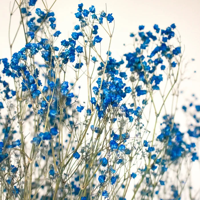 Dark Blue Dried Baby's Breath Flower Close Up - Image