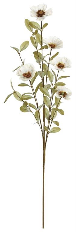 Dove Cosmos Spray