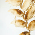 Dried Heliconia Flowers Close Up - Image
