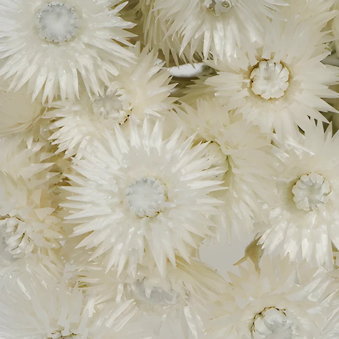 Dried Straw Flower