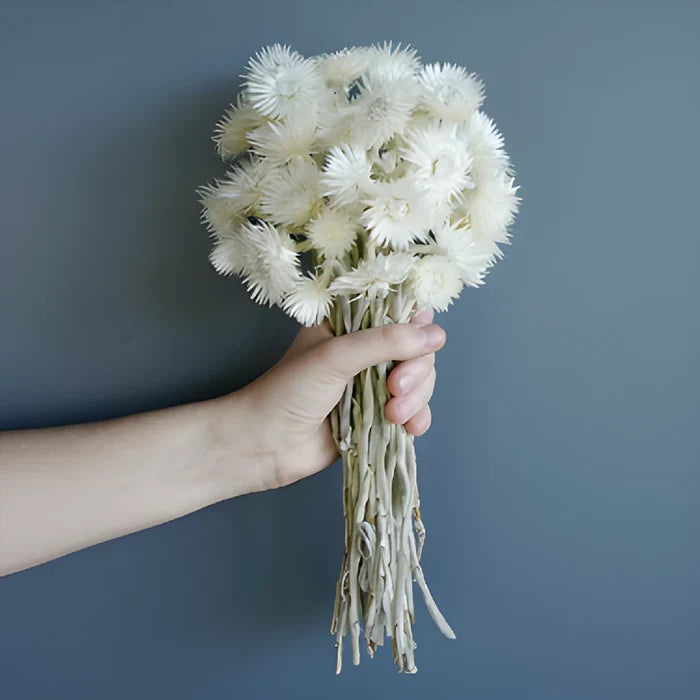 Dried Straw Flower