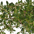 Fresh Cut Bulk Thyme Herb