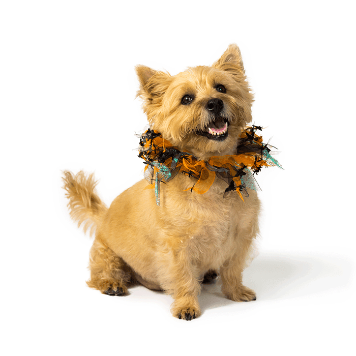 Halloween Party Collar
