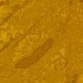 Kota Batiks #41000 24 Goldenrod