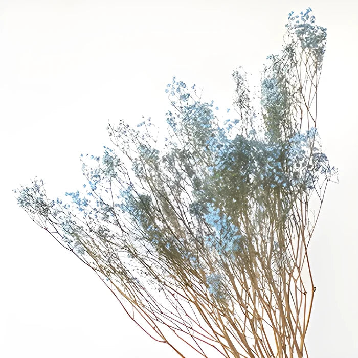 Light Blue Dried Baby's Breath Flower
