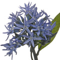 Night Sky Amsonia Blue Star Filler Flowers