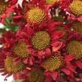 Old Maroon Giant Eye Daisy Close Up - Image