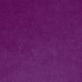 Omega Orchid