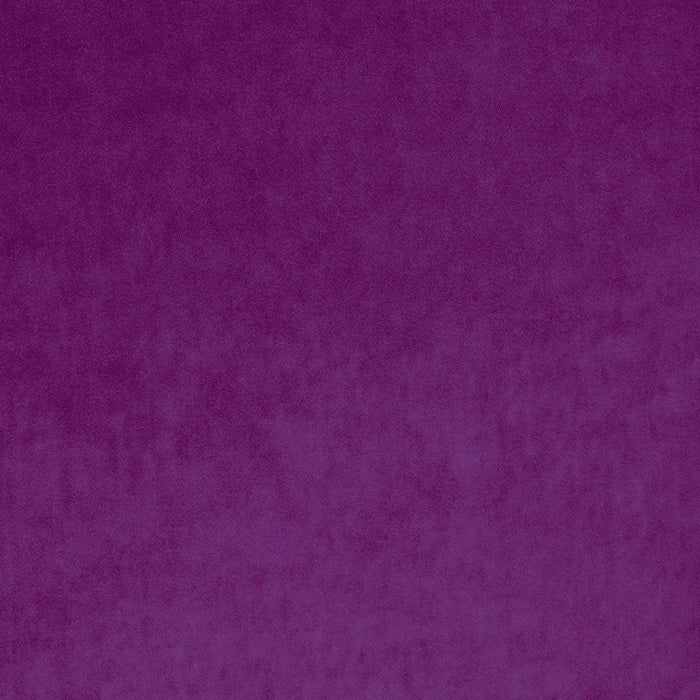 Omega Orchid
