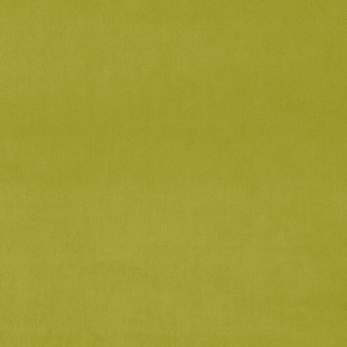 Omega Wattle
