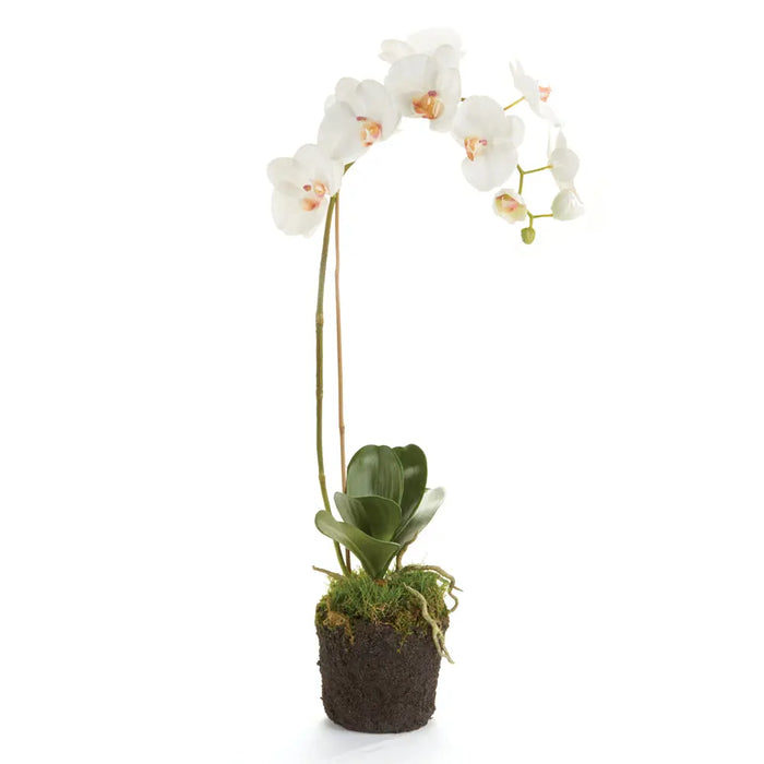 Realistic 26-inch white Phalaenopsis orchid drop-in with root ball for indoor décor