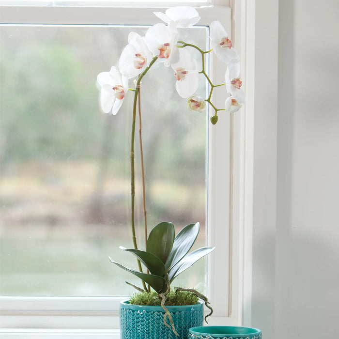Realistic 26-inch white Phalaenopsis orchid drop-in with root ball for indoor décor