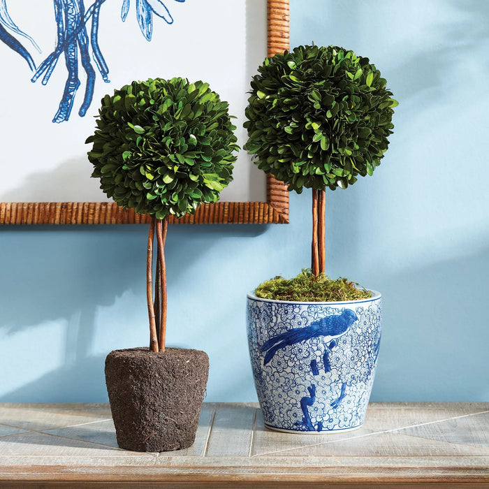 Preserved Boxwood Topiary Drop-In – 16" Single Sphere - Villa Decor & Design