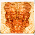 Stabilized natural box elder burl wood panels