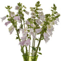 White with a Kiss of Pink Foxglove Flowers