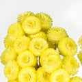 Yellow Dried Italian Straw Flower